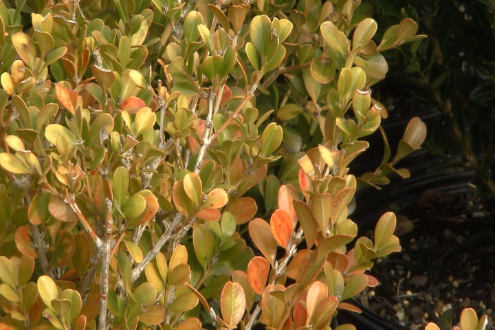 Color on hardy shrubs is not cold damage